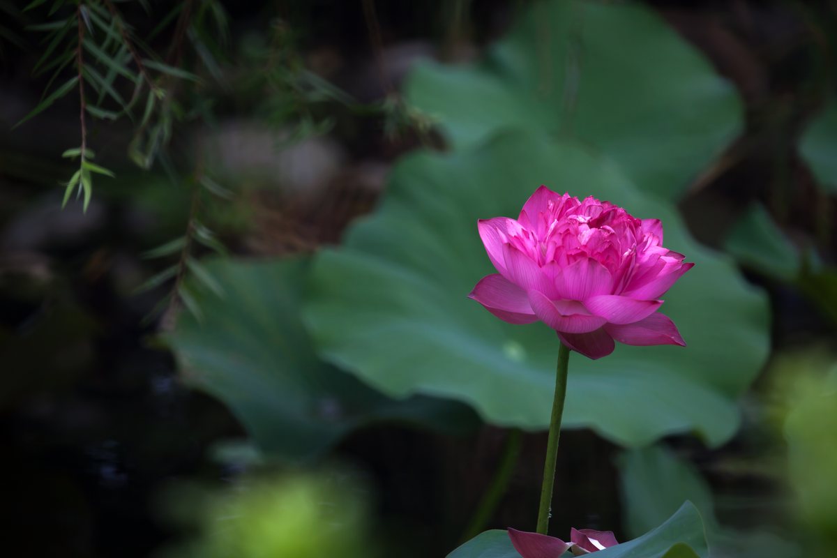 Photo by codomo: 220612秀水龍騰