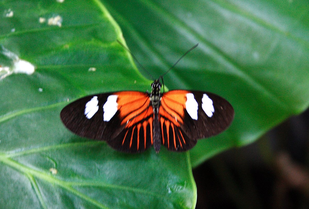 Photo by leamulqueen: Key West Butterfly Garden
