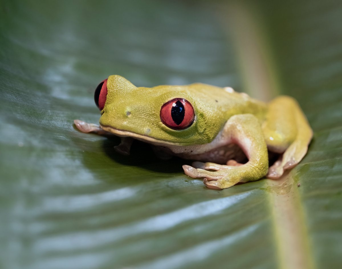 Photo by jnevitt: Costa Rica 2023
