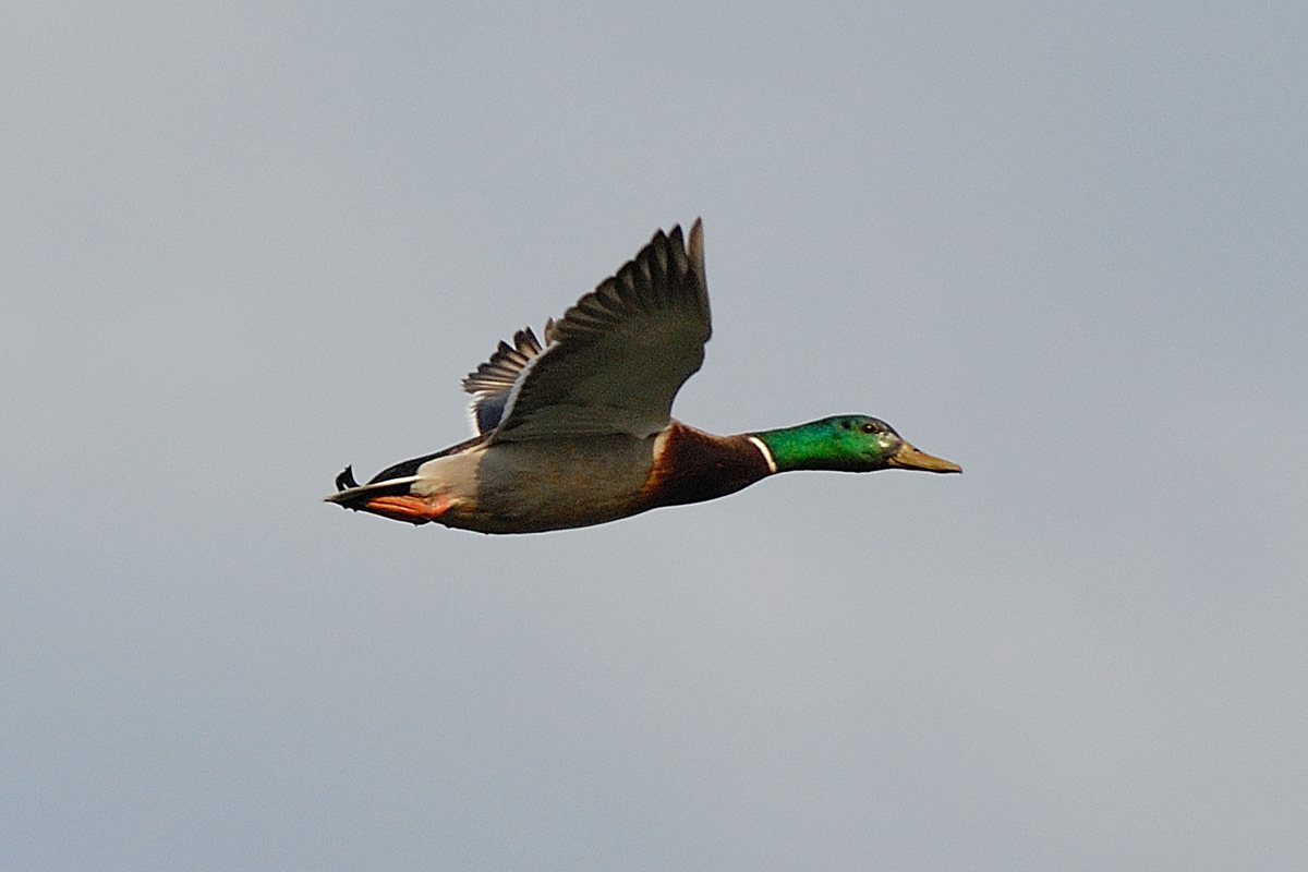 Photo by thompsonpoint: Danville Wetlands Wildlife Sampler